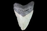 Bargain, Megalodon Tooth - North Carolina #83945-1